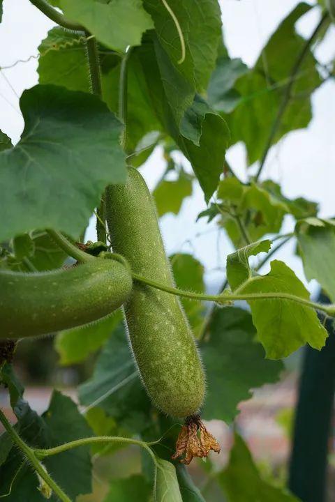 瓜瓜呱吃瓜娱乐圈,娱乐圈幕后秘闻大揭秘